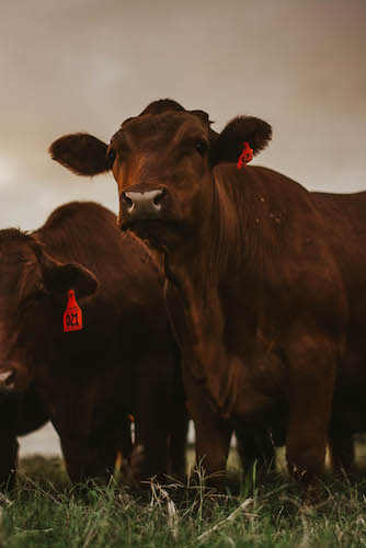 whole cow beef in bulk