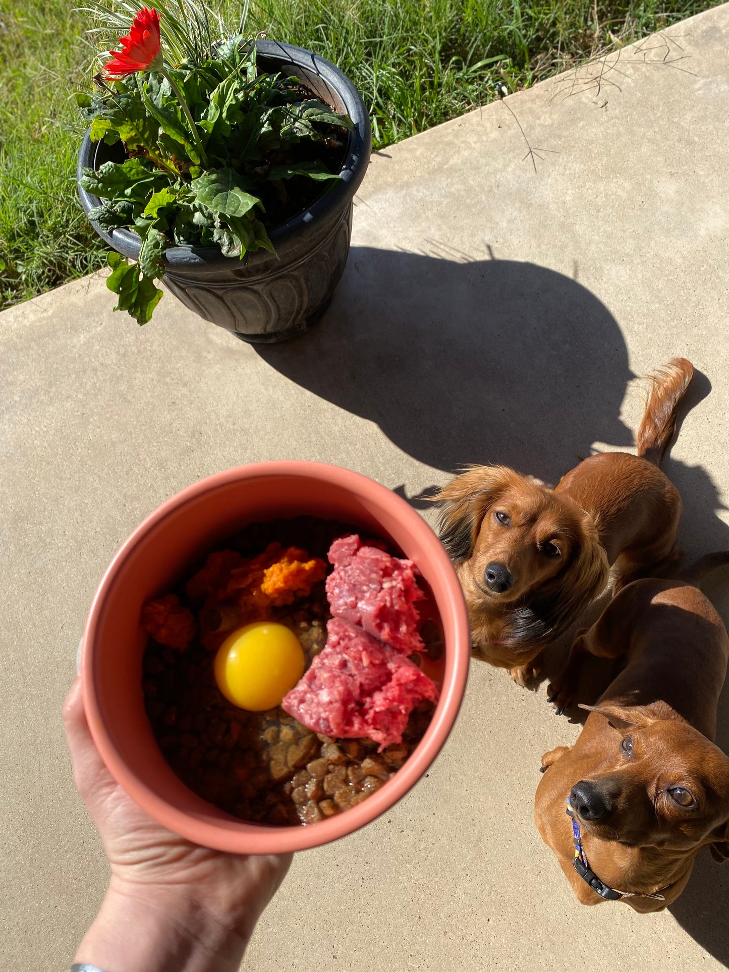 Raw Beef=Great Nutrition for Pets